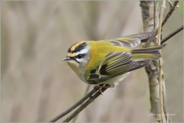 <p>KRÁLÍČEK OHNIVÝ (Regulus ignicapillus) /Firecrest - Sommergoldhähnchen/</p>